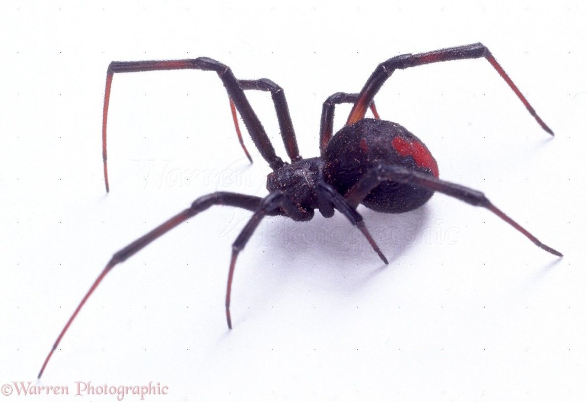 Паук черная вдова на белом фоне