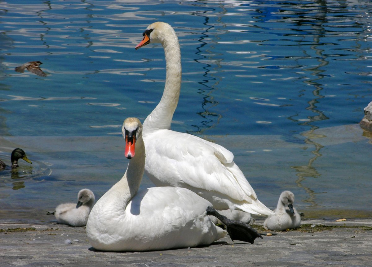 Семья лебедей фото