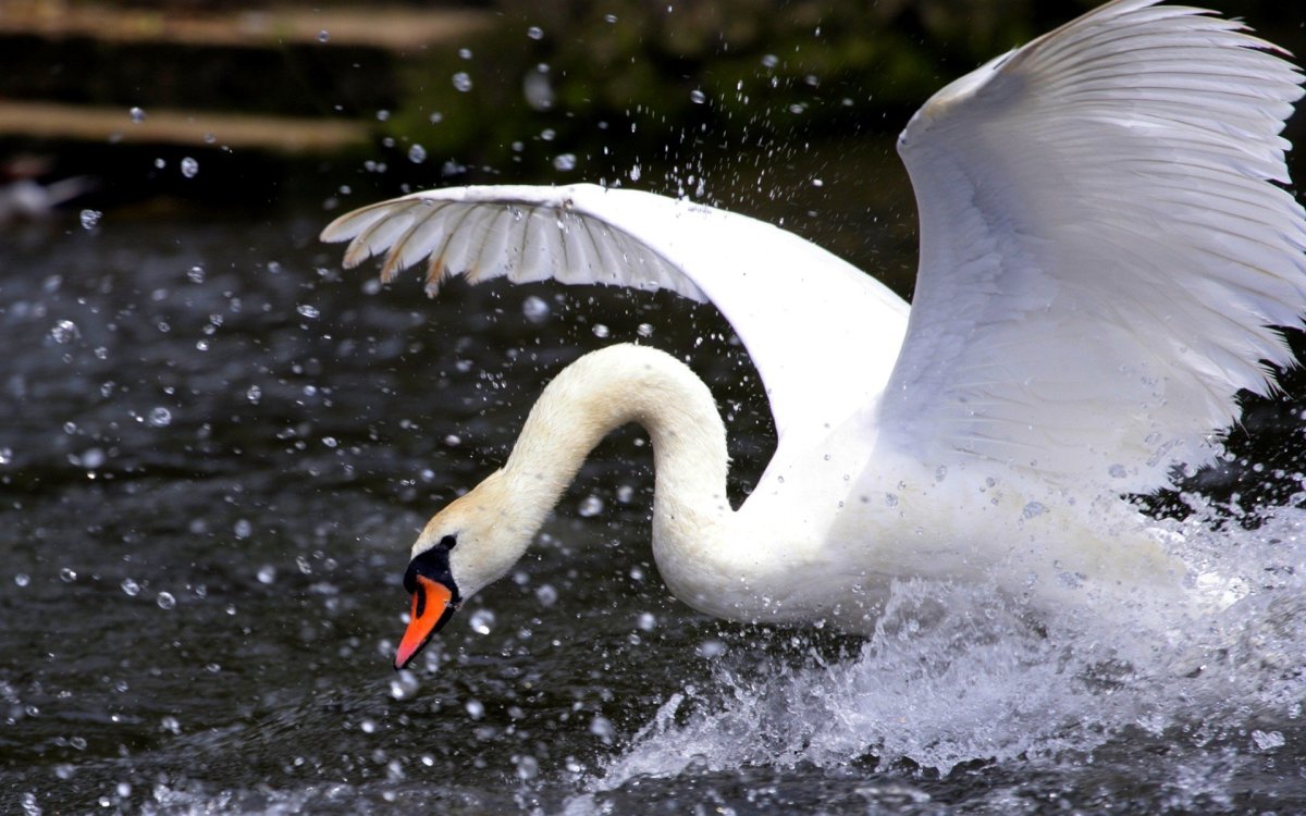 Лебедь шипун в полете