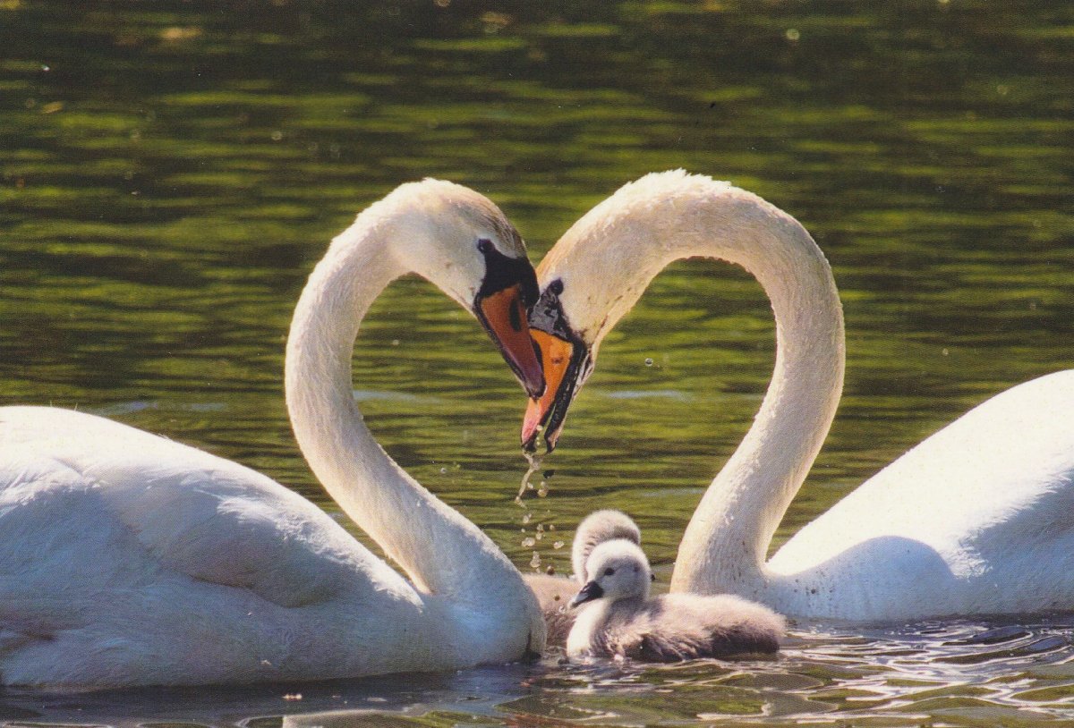 Лебединое семейство