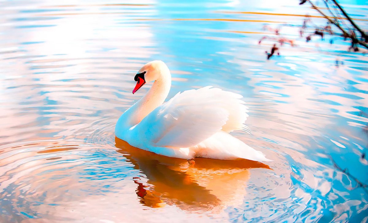 Лебеди красота