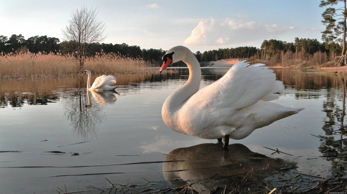 Лебедь шипун полёт