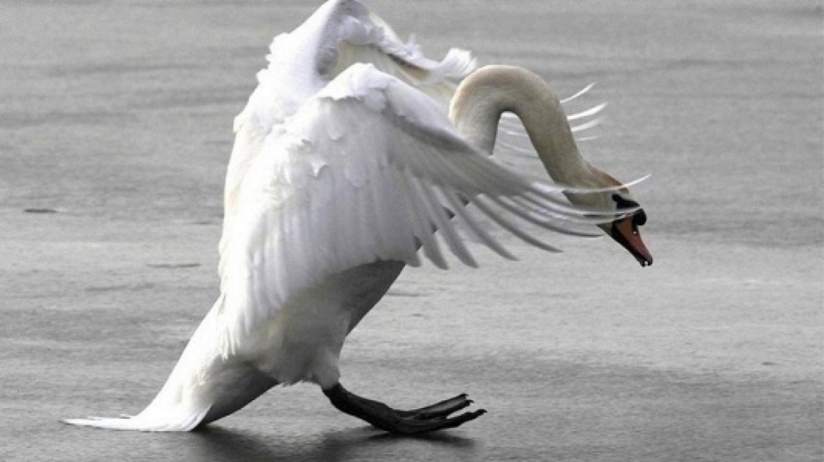 Лебедь приземляется
