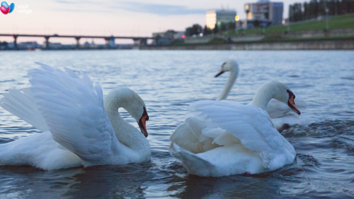 Лебеди в Чебоксарах на заливе