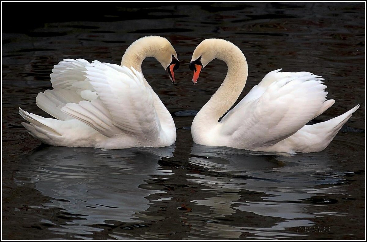 Картинки с лебедями про любовь