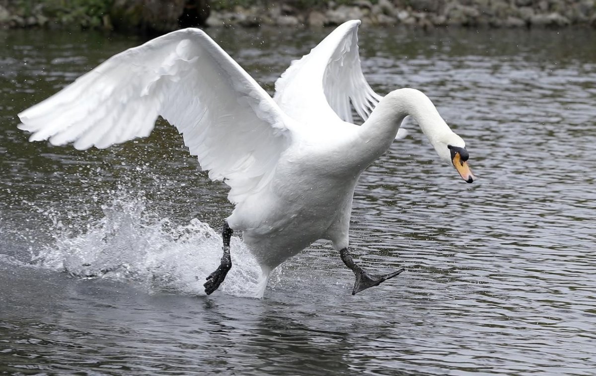 Злой лебедь шипун