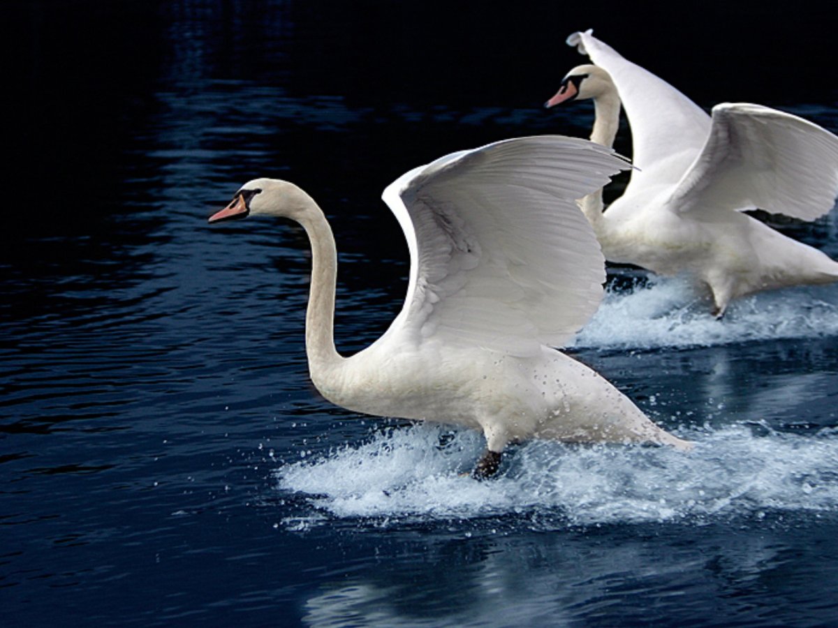 Лебедь в полете