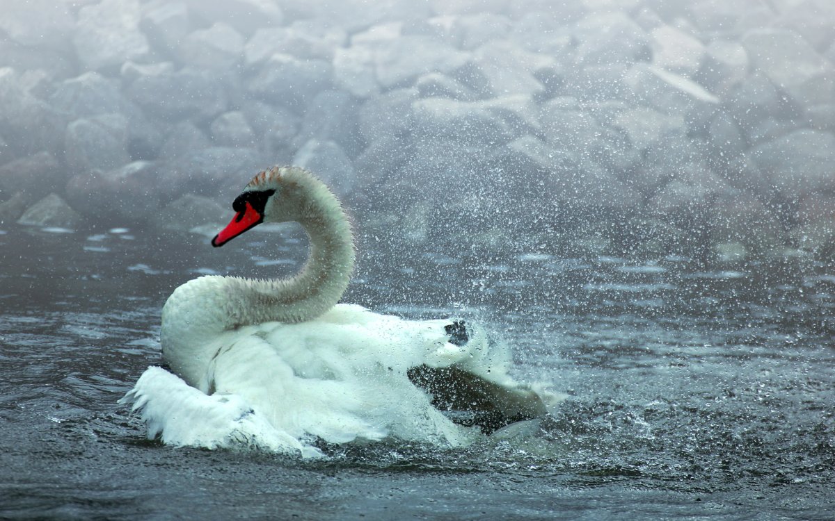 Лебедь летает