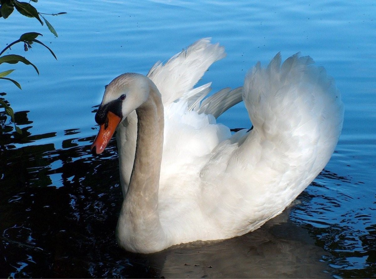 Сен-Санс карнавал лебедь