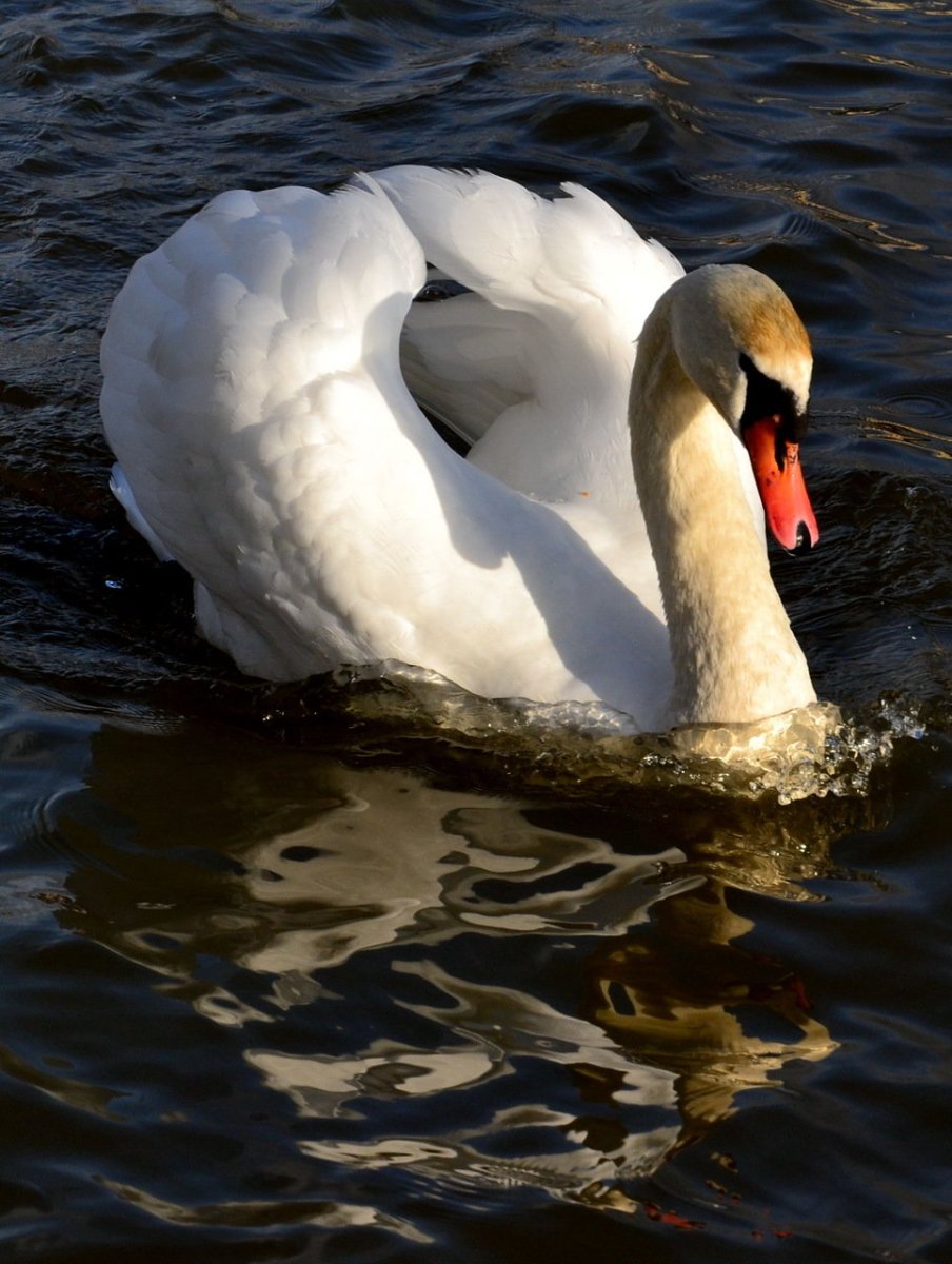 Черный лебедь шипун