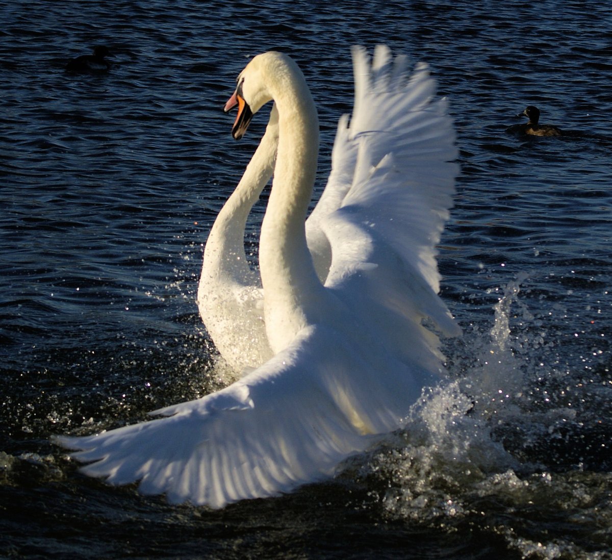 Красивый лебедь птица