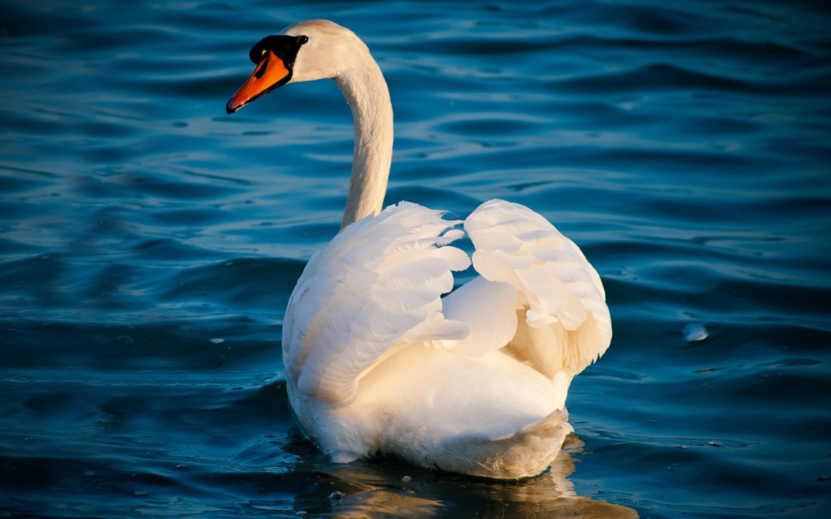 Белый лебедь