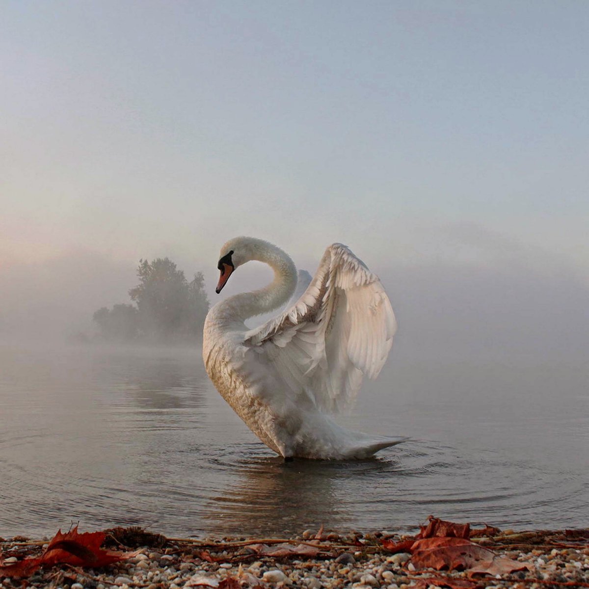 Лебеди в тумане