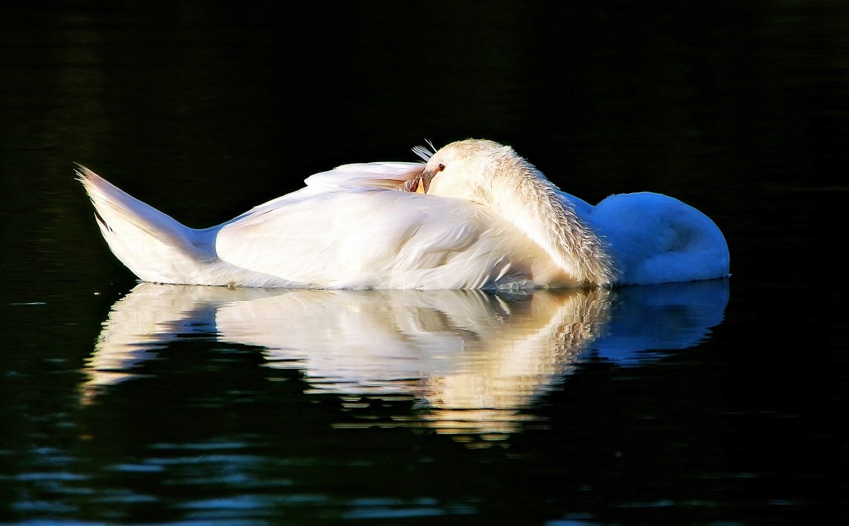 Необычные лебеди