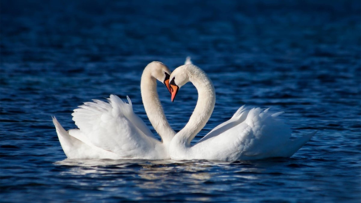 Лебеди пара HD