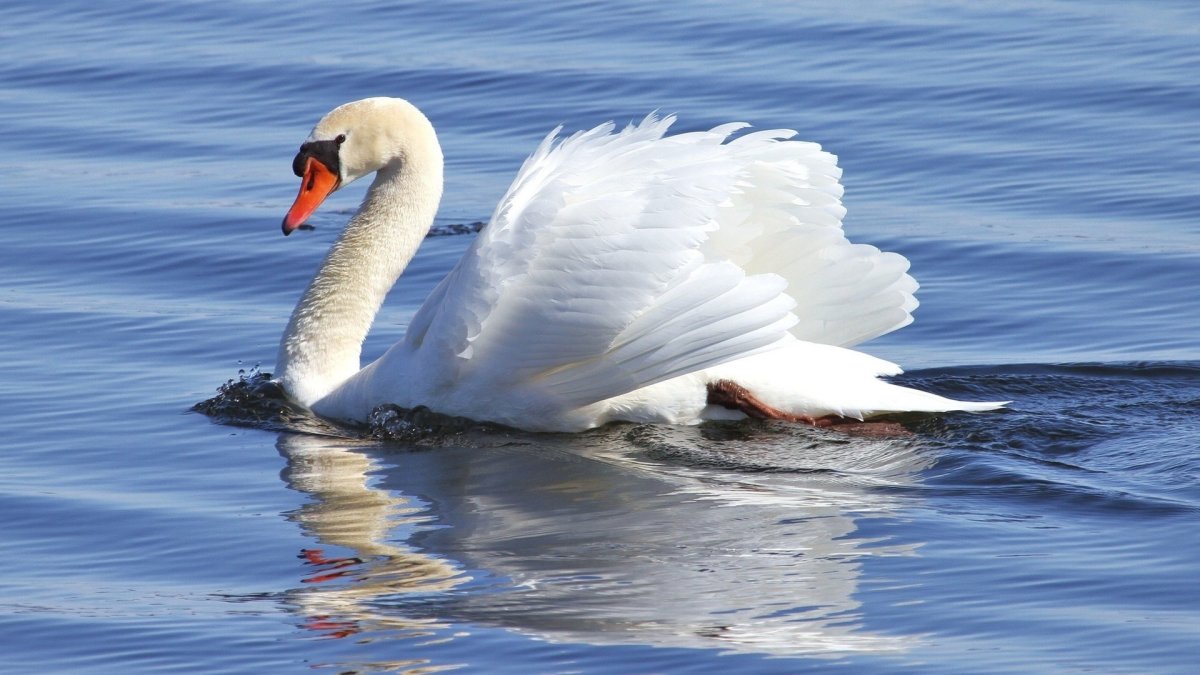 Лебедушка с лебедем и лебедятами