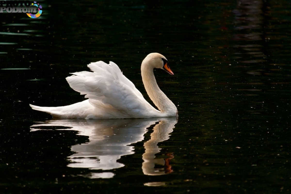 Лебеди в пруду