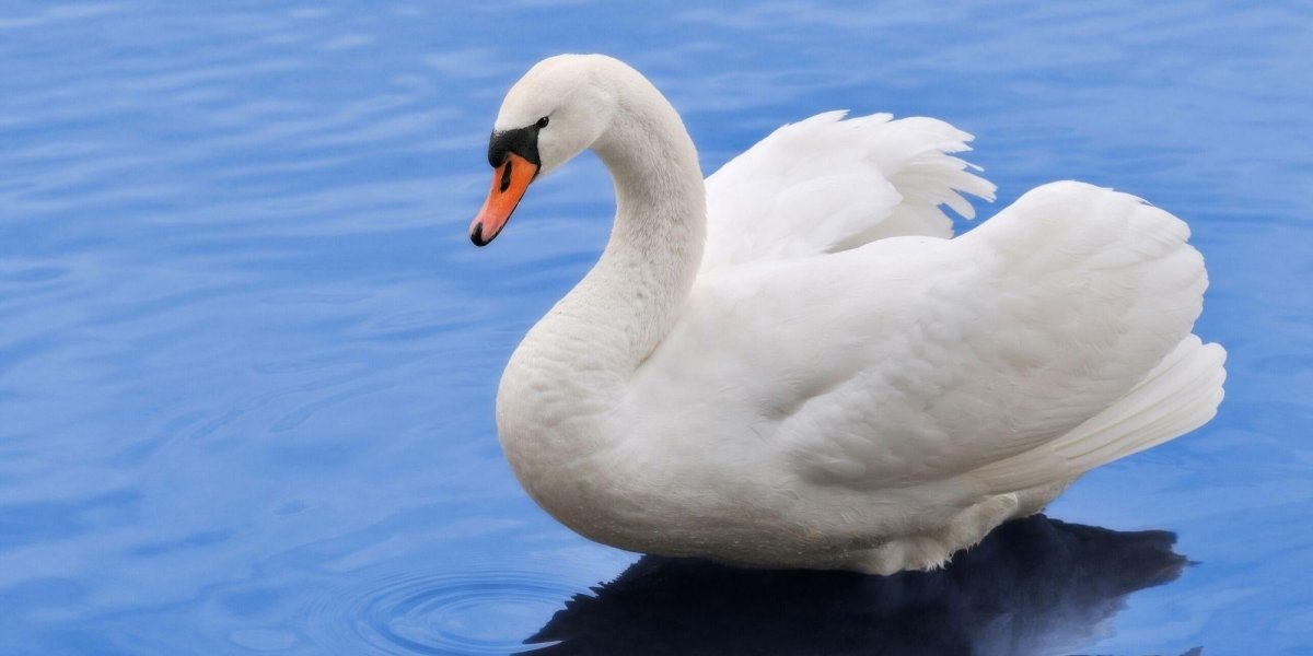 Картинки лебедь в стоя