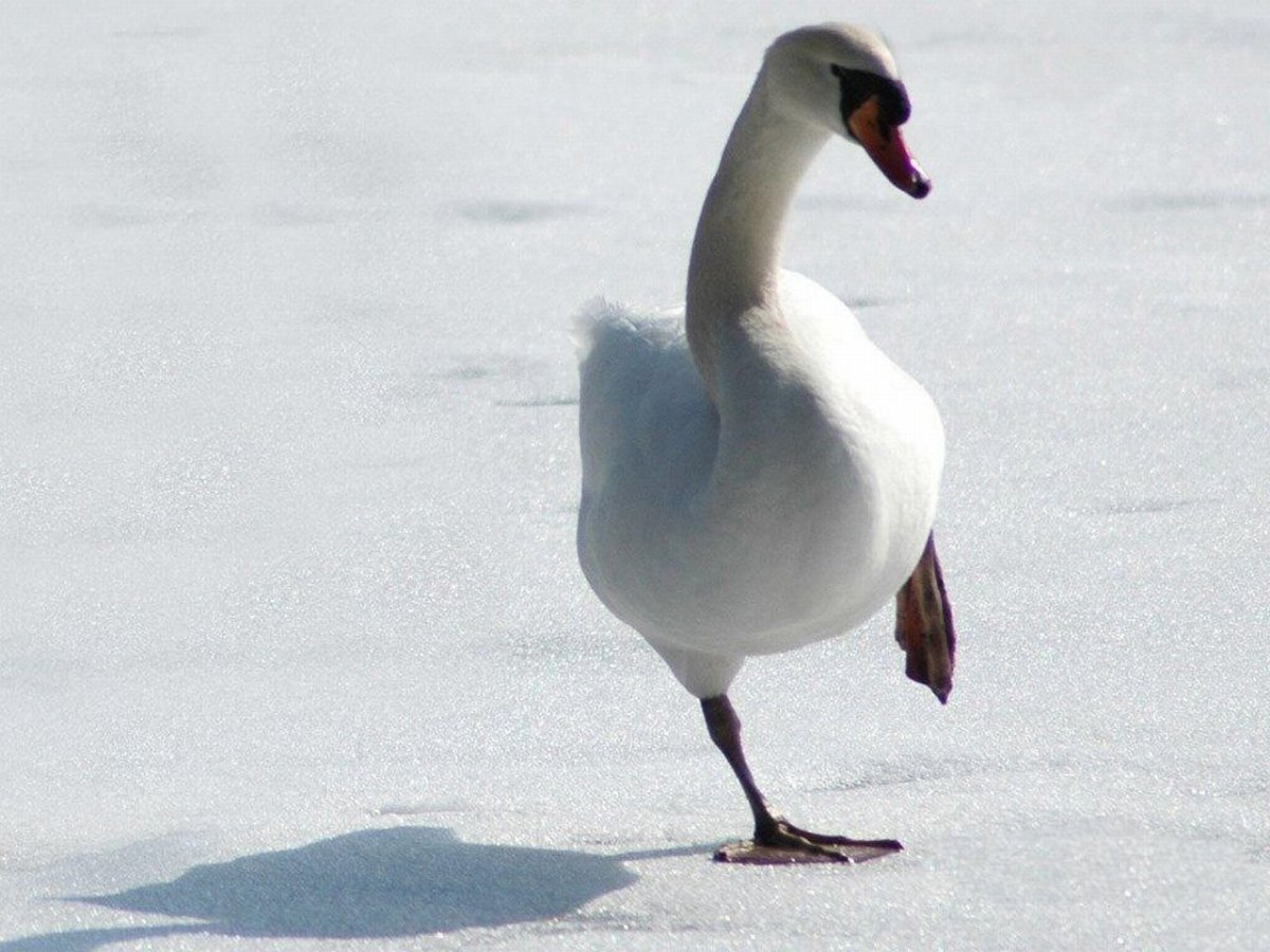 Гусь на льду