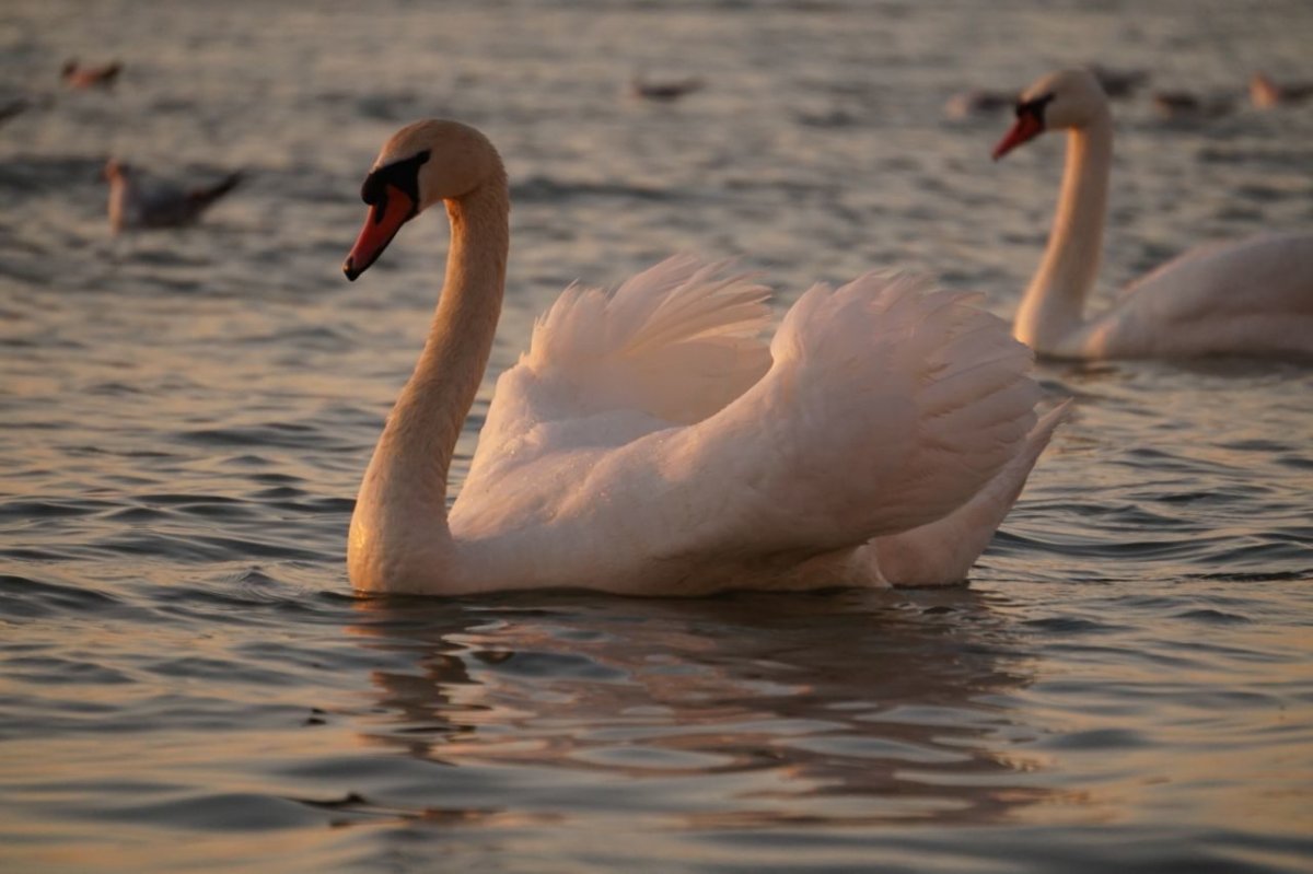 Коричневый лебедь