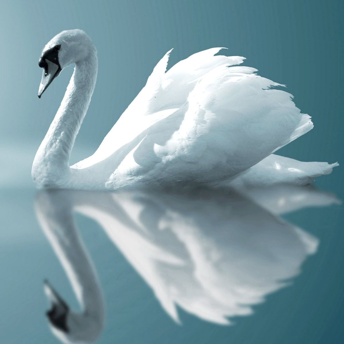 Лебединая симфония