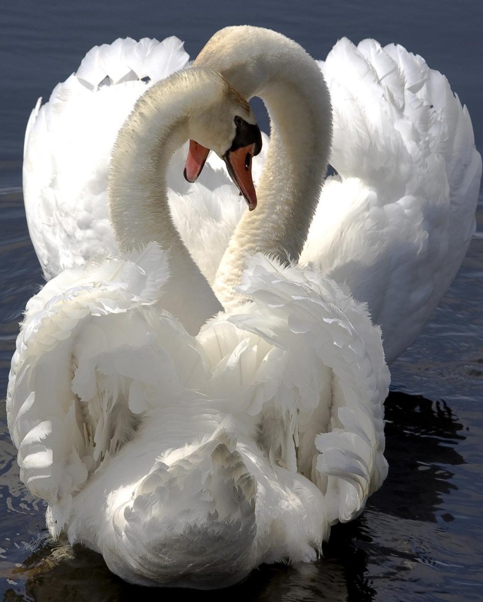 Два лебедя