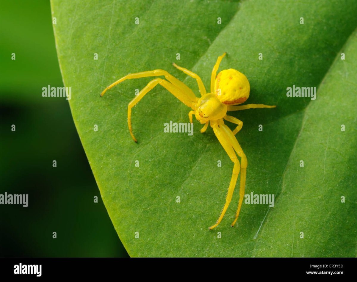 Зеленый паук с желтой попой