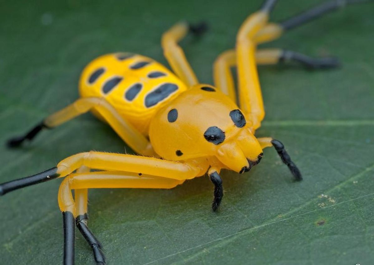 Восмитотечные паук краб