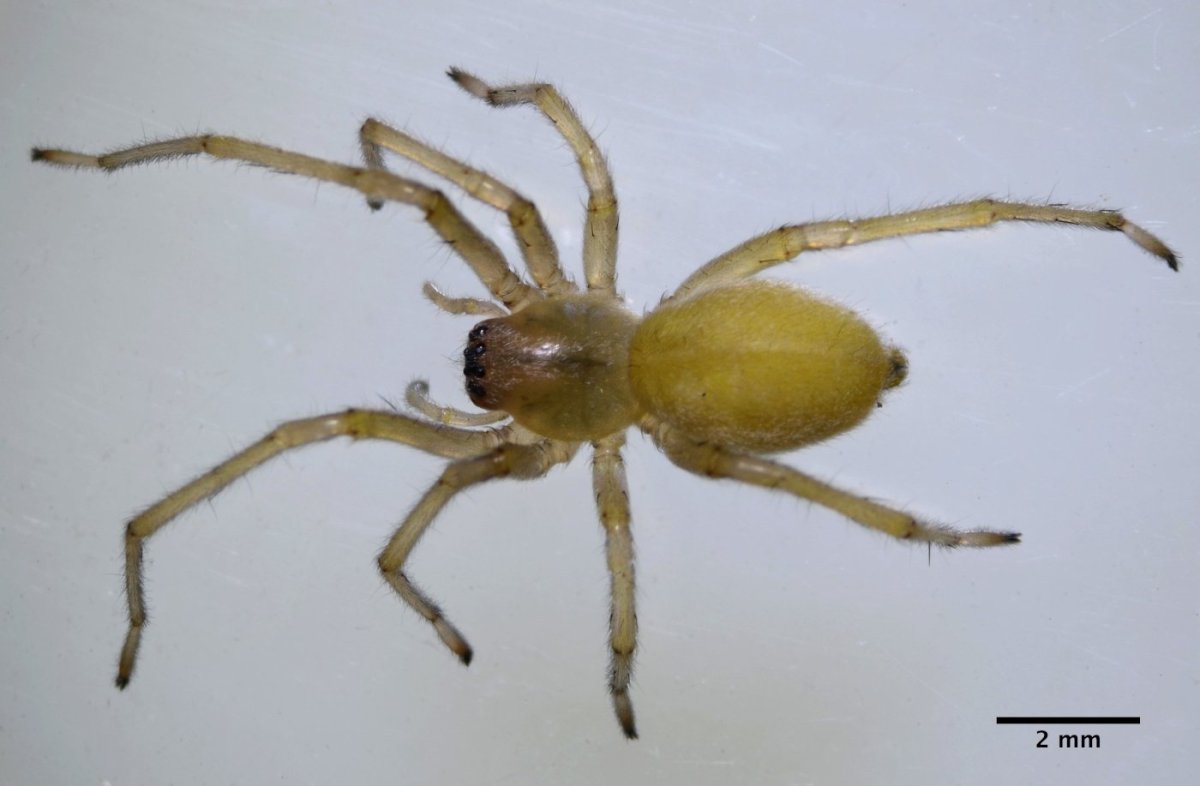 Cheiracanthium inclusum паук