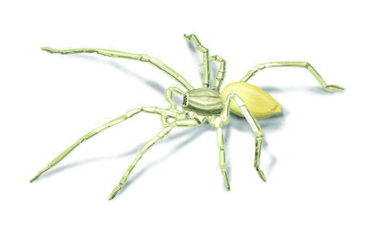 Yellow sac Spider