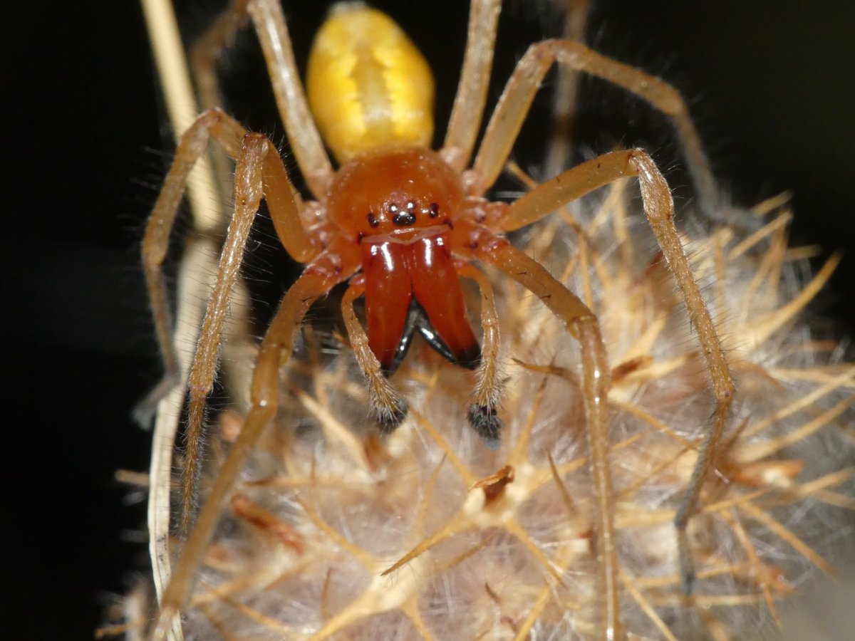 Сумчатый паук Cheiracanthium punctorium