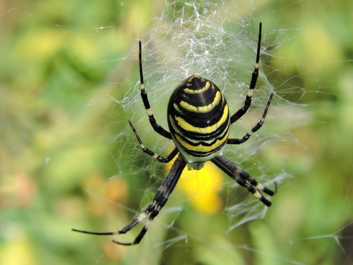 Паук Аргиопа Брюнниха Крымская