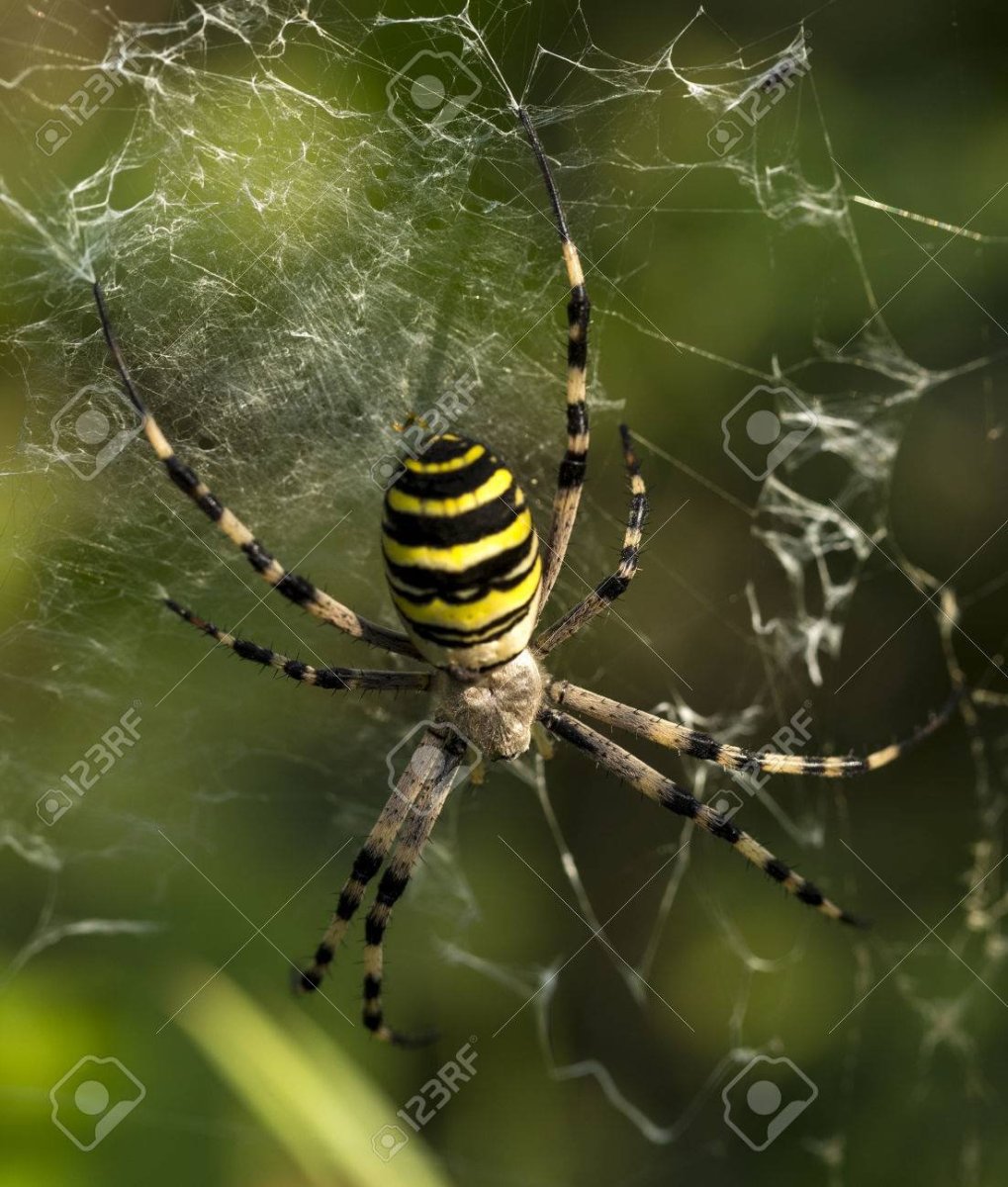 Паук полосатый желто-черный