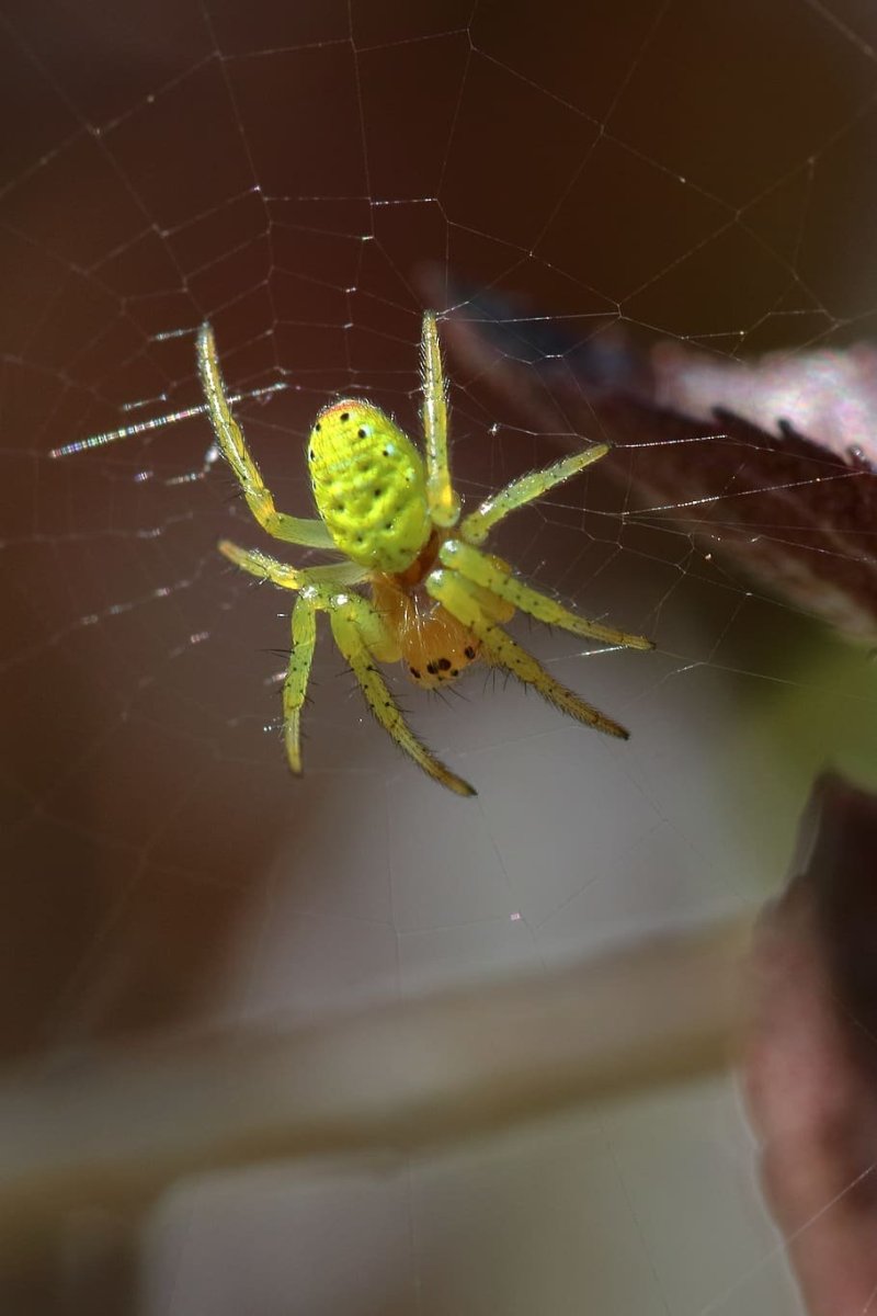 Зеленый ядовитый паук