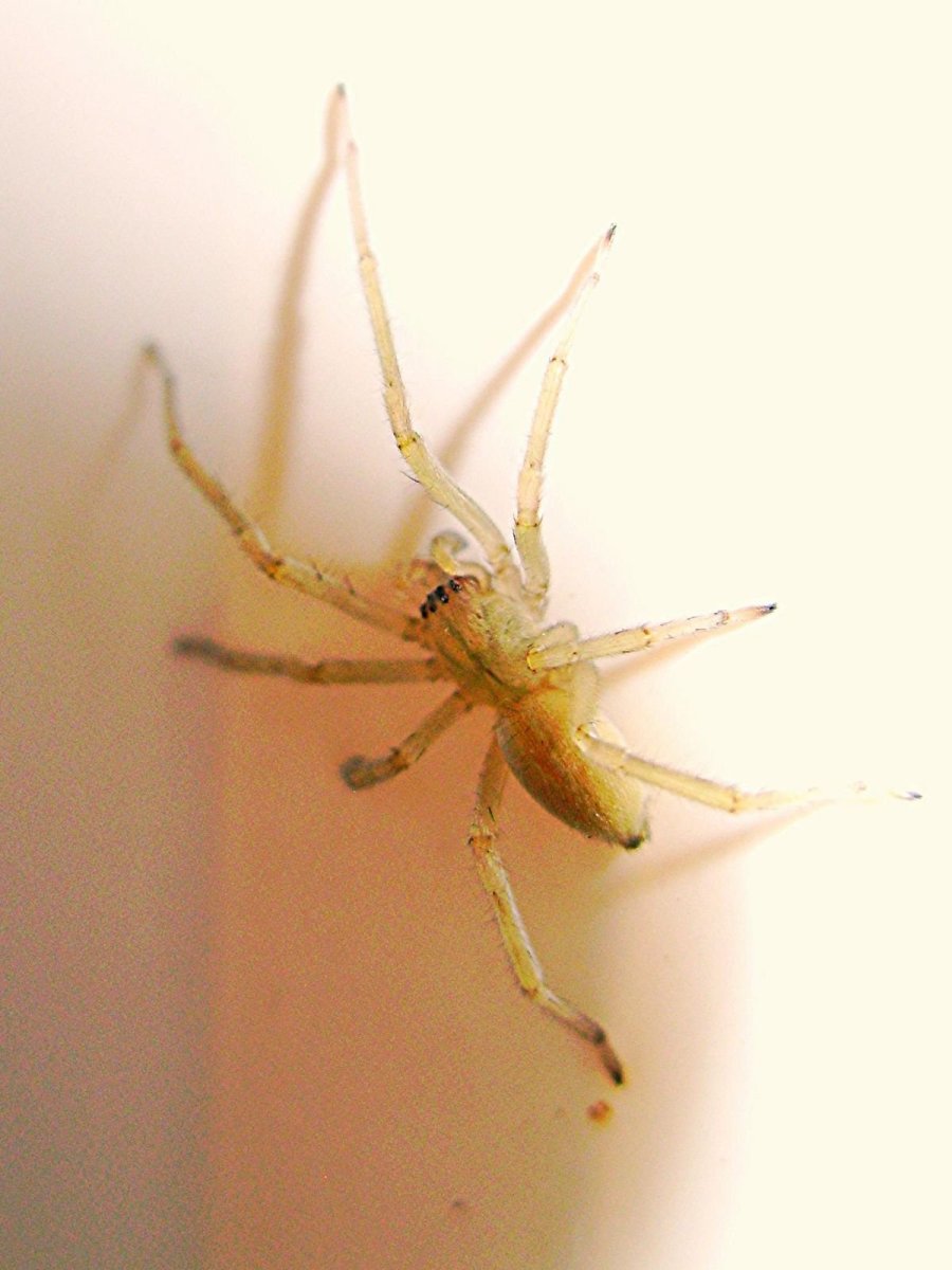 Прозрачный паук