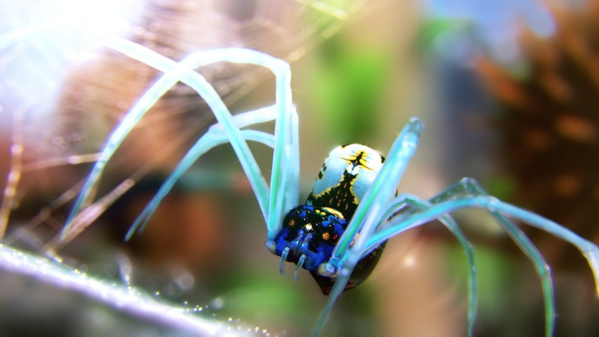 Очень красивые паучки