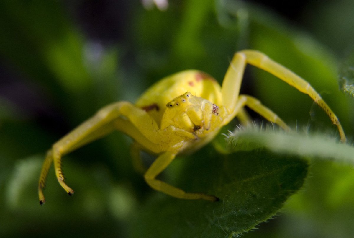 Паук бокоход желтый