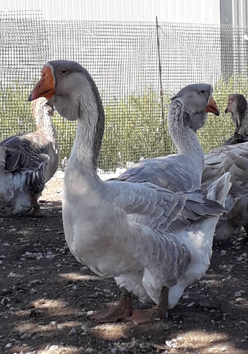 Тулузские гуси