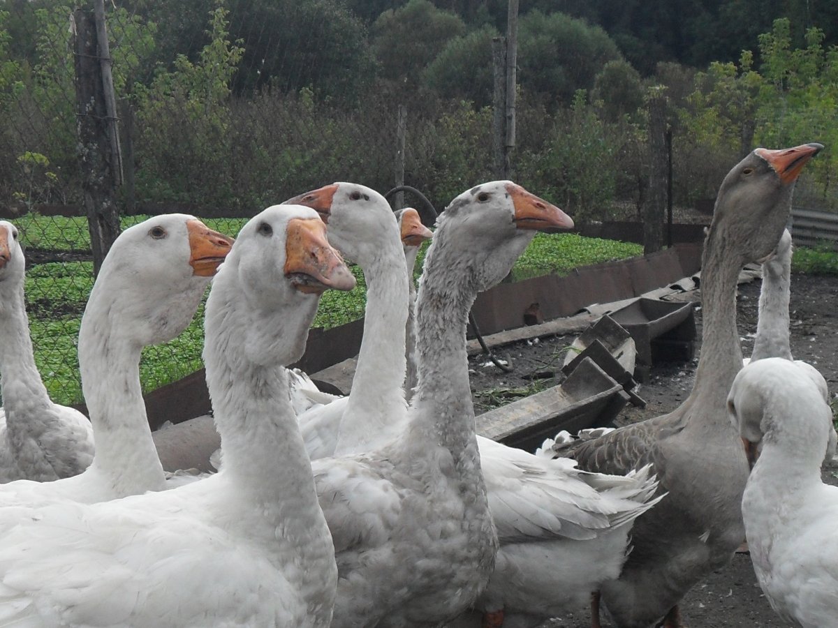 Гуси породы Мамут