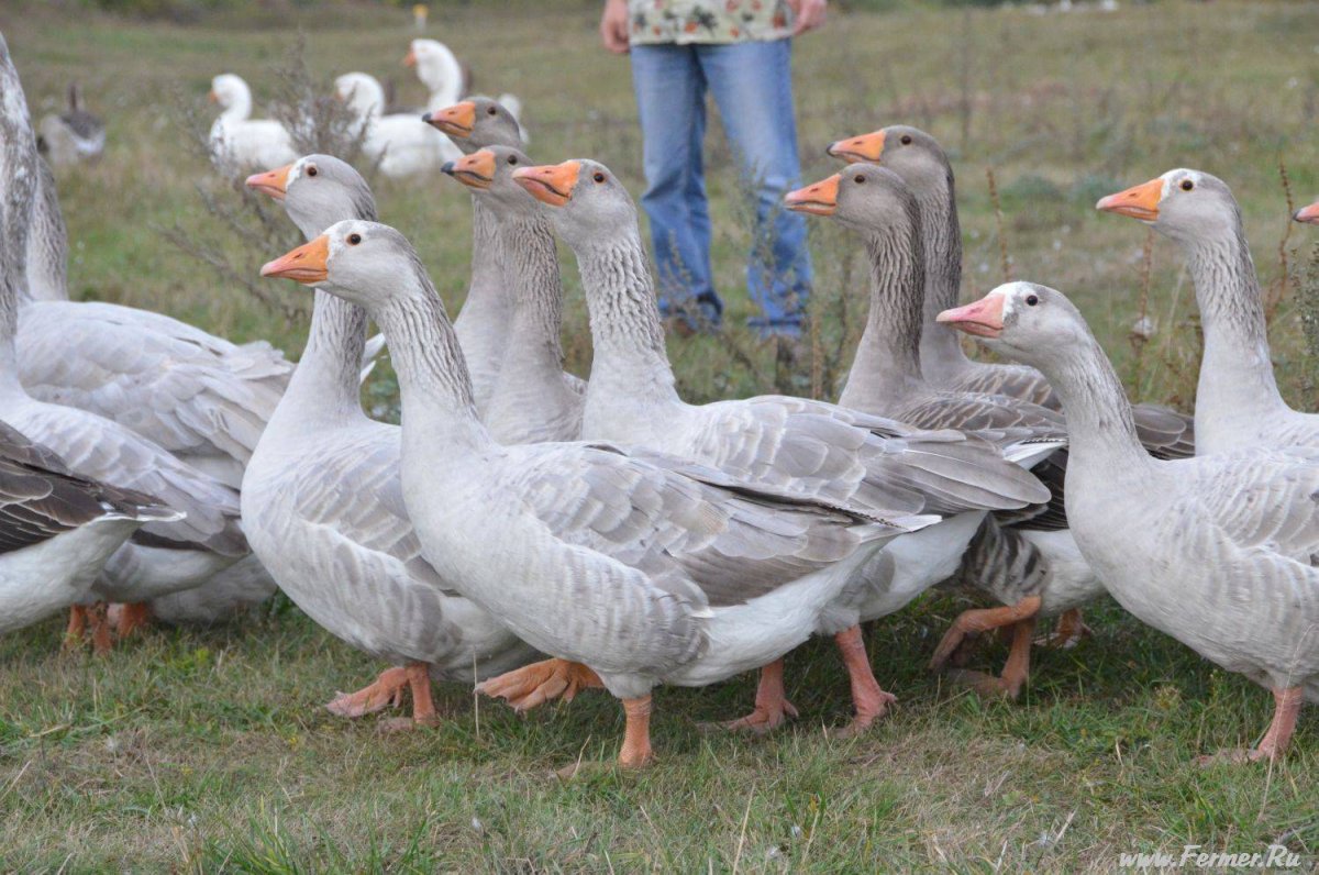 Гуси Кучербаевский породы