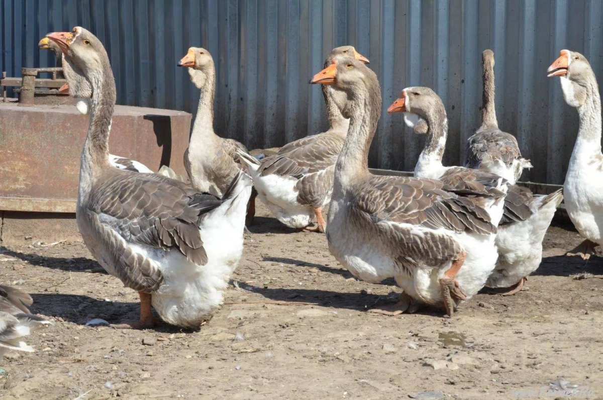 Кубанские серые гуси