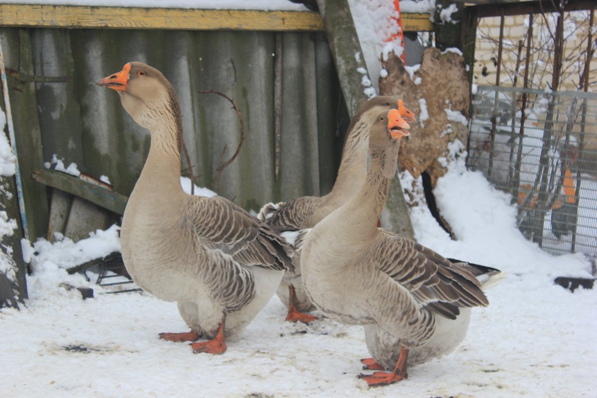 Горьковская Линдовская порода гусей