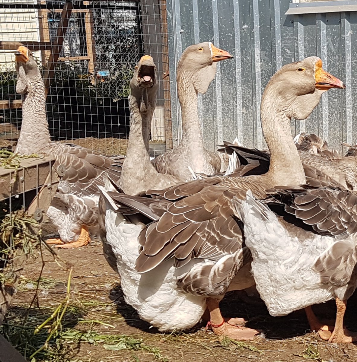 Холмогорская порода гусей