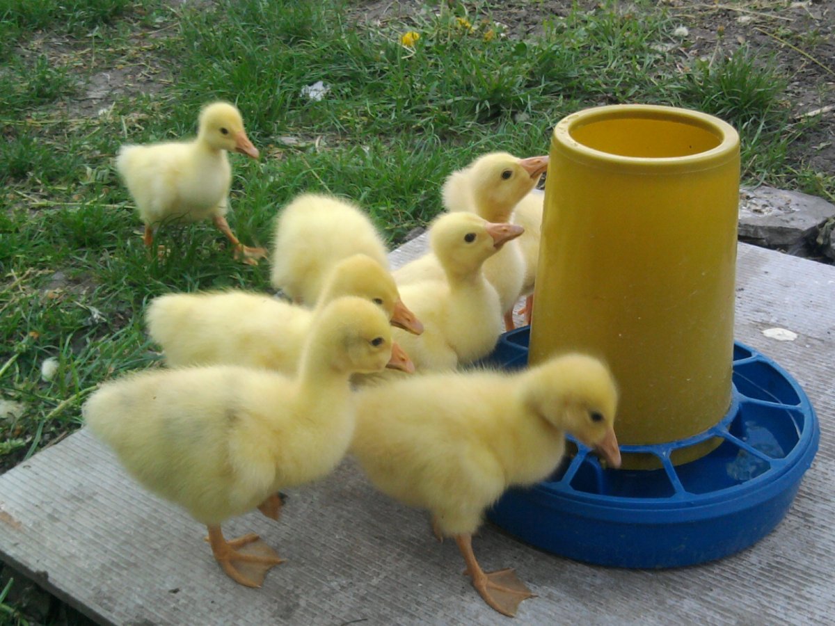 Гусята Кубанские серые