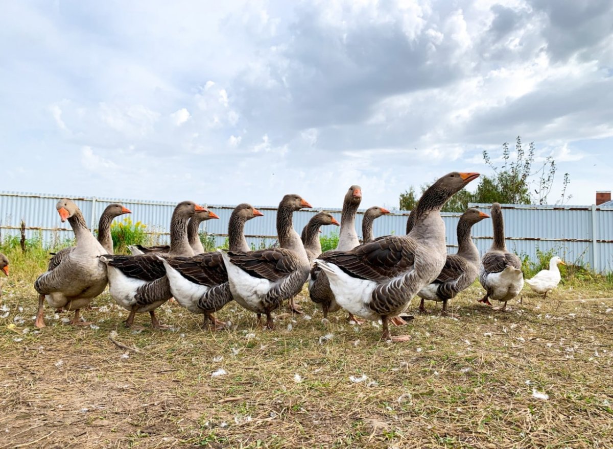 Гусь охрана