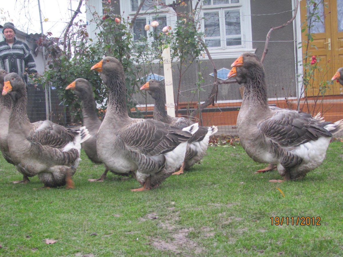 Гусята Тулузской породы