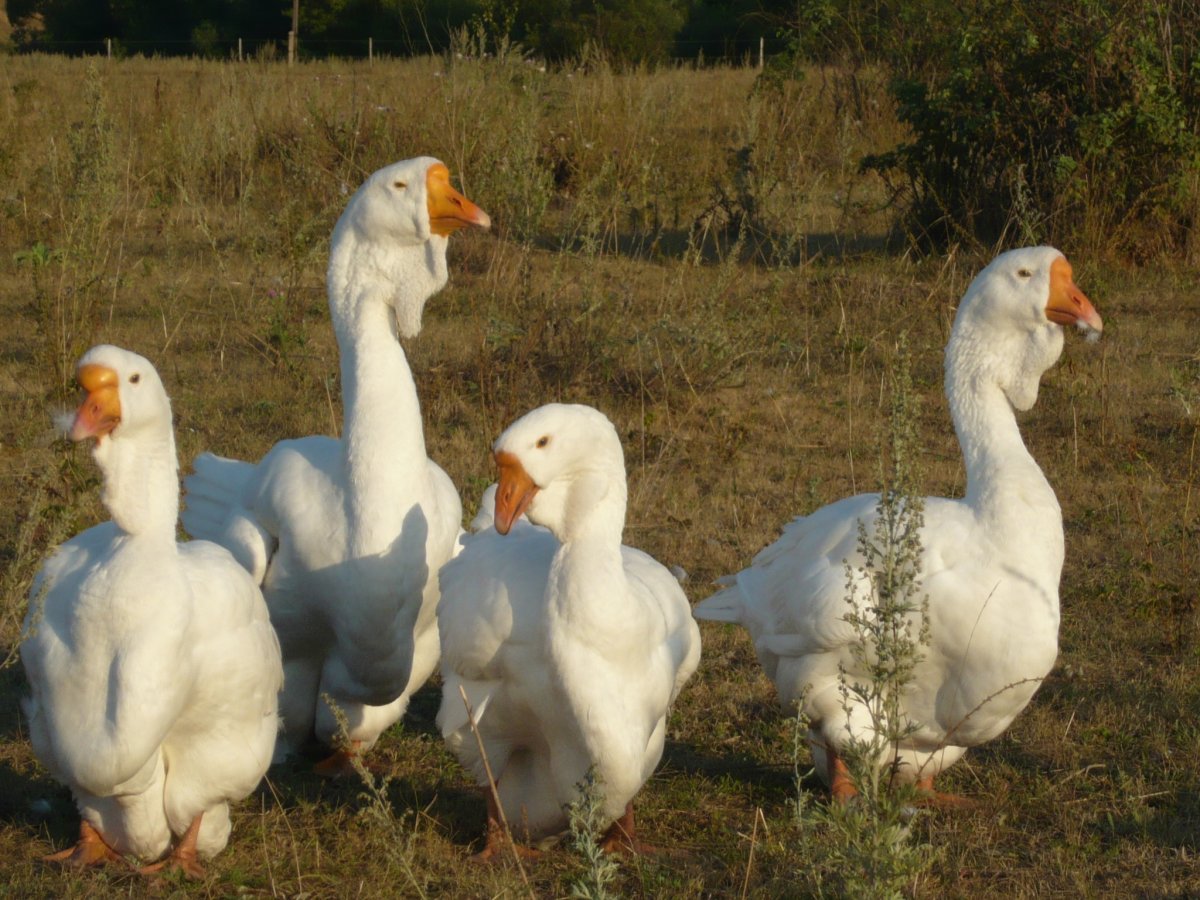 Холмогорские гуси 4 месяца