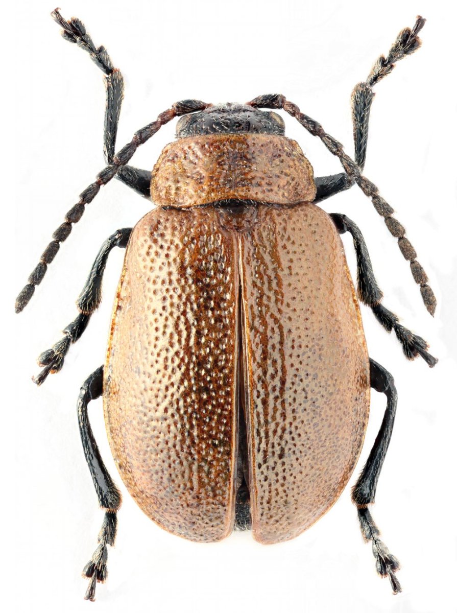 Chlamisus laticollis жуки листоеды