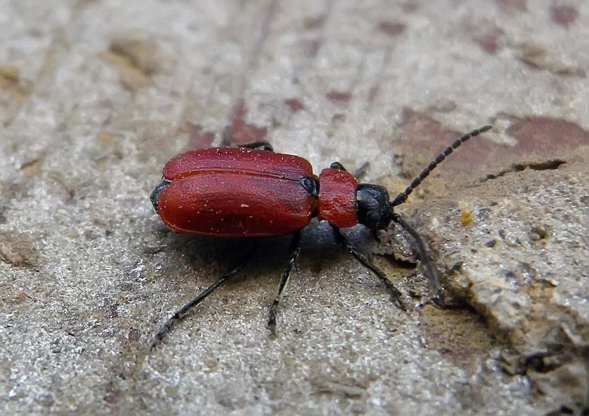 Жук долгоносик красный