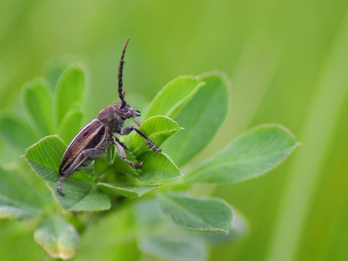 Жук Пискун серый